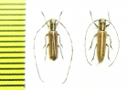 Emphytoecia suturella, pair  Chile - INSECTS-STORE.RU