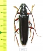 Cerambycidae sp.  Costa Rica - INSECTS-STORE.RU