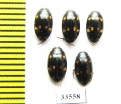 Dytiscidae sp.  Philippines - INSECTS-STORE.RU