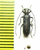 Eumecocera impustulata  Russia, Far East - INSECTS-STORE.RU