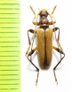 Pidonia lurida  France - INSECTS-STORE.RU