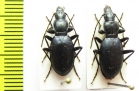 Laemostenus elongatus  Slovenia - INSECTS-STORE.RU