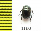 Sphaerites glabratus  Russia, Tver reg. - INSECTS-STORE.RU
