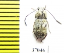 Anthribidae sp.  South Africa Rep. - INSECTS-STORE.RU