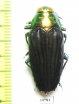 Colobogaster puncticollis  Peru - INSECTS-STORE.RU