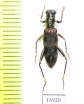 Cleridae sp. Indonesia, Kalimantan - INSECTS-STORE.RU