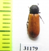 Bostrichus capucinus  Russia - INSECTS-STORE.RU