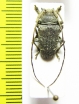 Cerambycidae sp.  Congo - INSECTS-STORE.RU