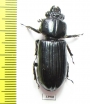 Passalidae sp.  Panama - INSECTS-STORE.RU