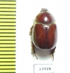 Coptognathus atilla, male  Kazakhstan - INSECTS-STORE.RU
