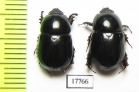 Dynastinae sp., pair  South Africa Rep. - INSECTS-STORE.RU
