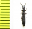 Zopheridae sp.  Malaysia - INSECTS-STORE.RU