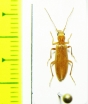 Oedemeridae sp.  Iran, Sistan prov. - INSECTS-STORE.RU