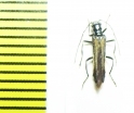 Oedemera pthysica  Slovakia - INSECTS-STORE.RU