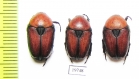 Cetoniinae sp.  Namibia - INSECTS-STORE.RU