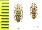 Cerambycidae sp.  Indonesia, Papua - INSECTS-STORE.RU