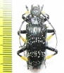 Sphingnotus insignis  Indonesia, Papua - INSECTS-STORE.RU