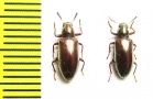 Tenebrionidae sp.  Malaysia - INSECTS-STORE.RU