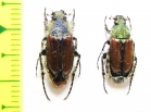 Pygopleurus foina, pair  Greece - INSECTS-STORE.RU