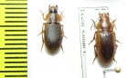 Carabidae sp.  South Africa Rep. - INSECTS-STORE.RU