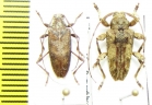Cerambycidae sp.  Peru - INSECTS-STORE.RU