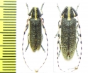 Agapanthia pustulifera, pair  Israel - INSECTS-STORE.RU