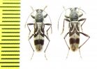 Chlorophorus motschulskyi  Russia, Far East - INSECTS-STORE.RU