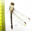 Odonata sp.  Thailand - INSECTS-STORE.RU