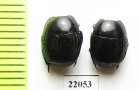 Exorhabdus afer  Zambia - INSECTS-STORE.RU