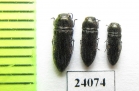 Acmaeodera truquii  Turkey - INSECTS-STORE.RU