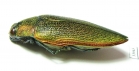 Steraspis sp.  Tanzania - INSECTS-STORE.RU