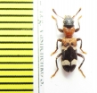Thanasimus sp.  Azerbaijan - INSECTS-STORE.RU