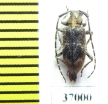 Cerambycidae sp.  South Africa Rep. - INSECTS-STORE.RU