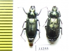 Platycerus primigenius, pair  Russia, N.Caucasus - INSECTS-STORE.RU