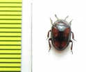 Monomma quadrimaculata  Malaysia, Borneo - INSECTS-STORE.RU