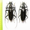 Hoplocerambyx nitidus, pair  Indonesia, Buru isl. - INSECTS-STORE.RU