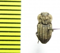 Tenebrionidae sp.  India - INSECTS-STORE.RU