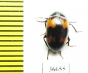 Tenebrionidae sp.  Indonesia, Sumatra - INSECTS-STORE.RU