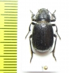 Diesia quadridentata auliensis  Kazakhstan - INSECTS-STORE.RU