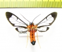 Erebidae sp.  Ecuador - INSECTS-STORE.RU