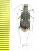 Cicindelinae sp.  Zambia - INSECTS-STORE.RU