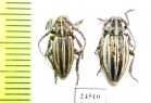 Dorcadion elegans, pair  Ukraina - INSECTS-STORE.RU