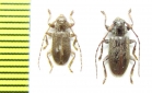 Estola hirsutella  Chile - INSECTS-STORE.RU