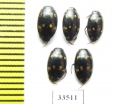 Dytiscidae sp.  Philippines - INSECTS-STORE.RU