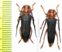 Phytoecia kurdistana, pair  Armenia - INSECTS-STORE.RU
