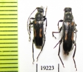 Anoplodera sexguttata  Russia, Tula reg. - INSECTS-STORE.RU