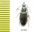 Carabidae sp.  South Africa Rep. - INSECTS-STORE.RU