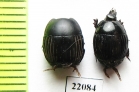 Exorhabdus tropicalis  Zambia - INSECTS-STORE.RU