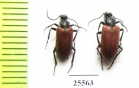 Meloidae sp.  South Africa Rep. - INSECTS-STORE.RU