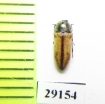 Xantheremia prepsli  Oman - INSECTS-STORE.RU